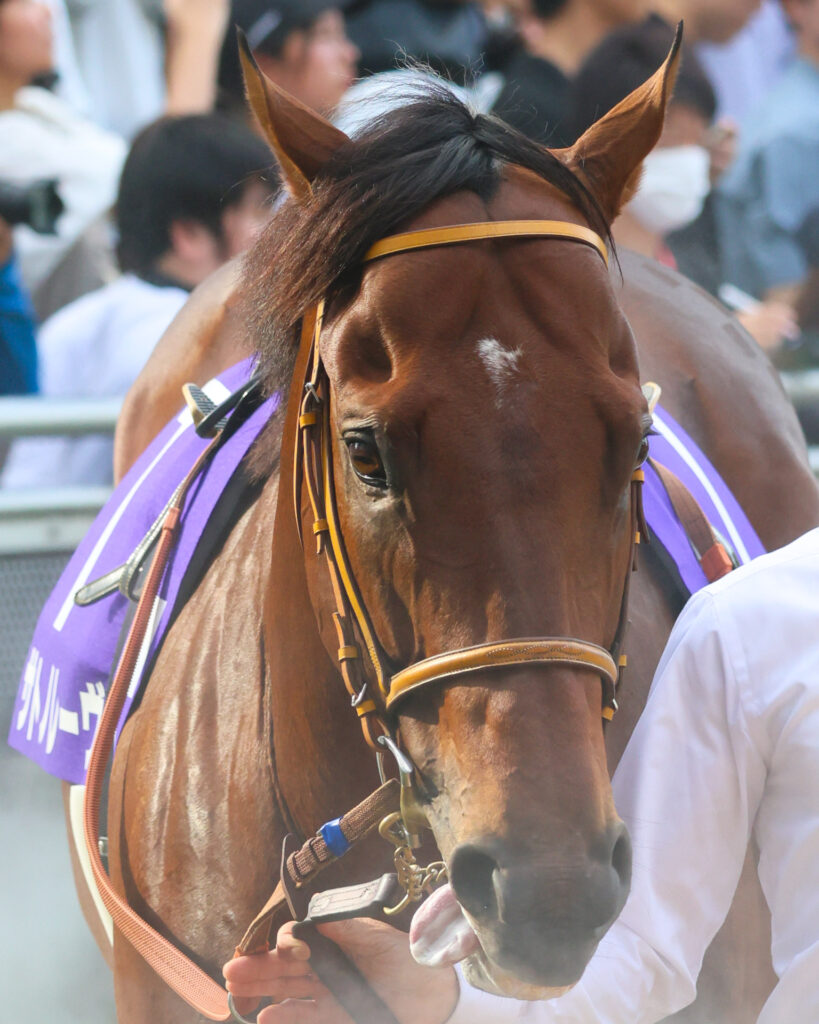 2025年スプリンターズステークス（GⅠ）中山競馬場のパドックで、高松宮記念の勝ち馬サトノレーヴが落ち着いて周回。春秋スプリントGⅠ制覇を狙う注目の一頭。
