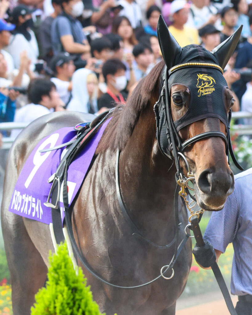 スプリンターズステークスのパドックで落ち着いた歩様を見せるドロップオブライト。前走の京成杯オータムハンデでの好走を思わせる充実した気配。