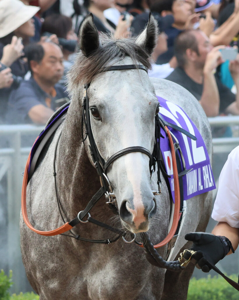 スプリンターズステークスのパドックを落ち着いて周回するヤマニンアルリフラ。ふさふさの鬣と耳の毛がかわいらしく、優しい雰囲気をまとっていた。