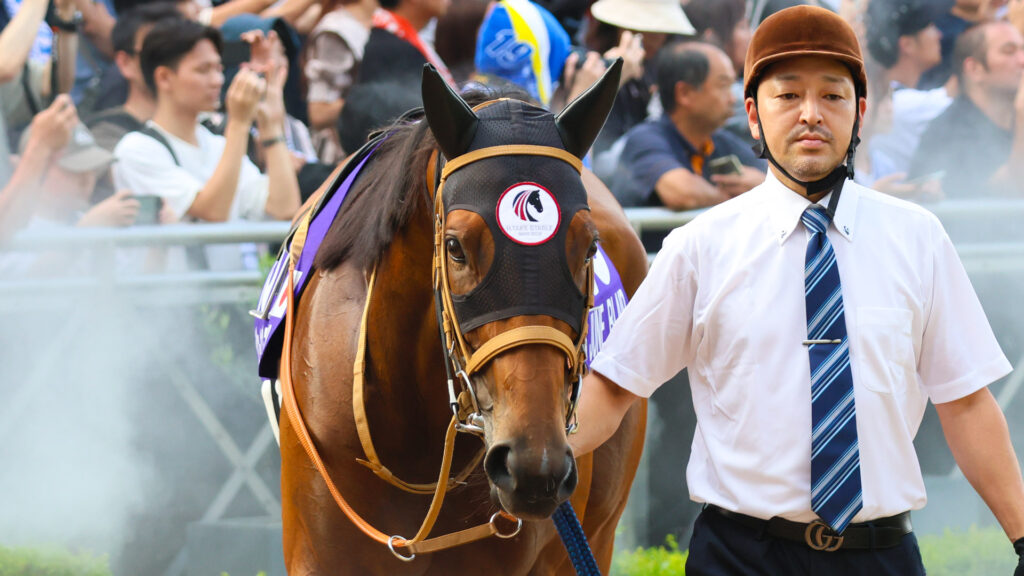スプリンターズステークスのパドックを落ち着いて周回するジューンブレア。しっかりと前を見据えた強い眼差しが印象的だった。
