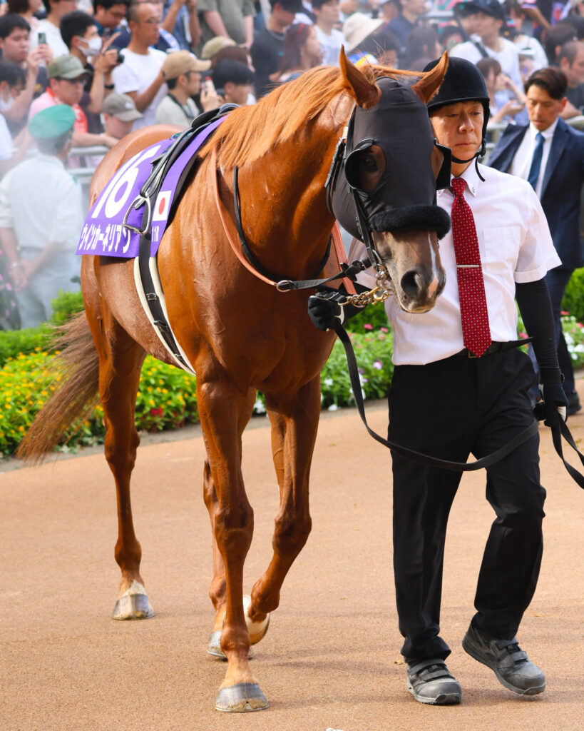 スプリンターズステークスのパドックで、ブリンカーを着けて落ち着いた様子で周回するウインカーネリアン。勝負気配を感じさせる雰囲気。