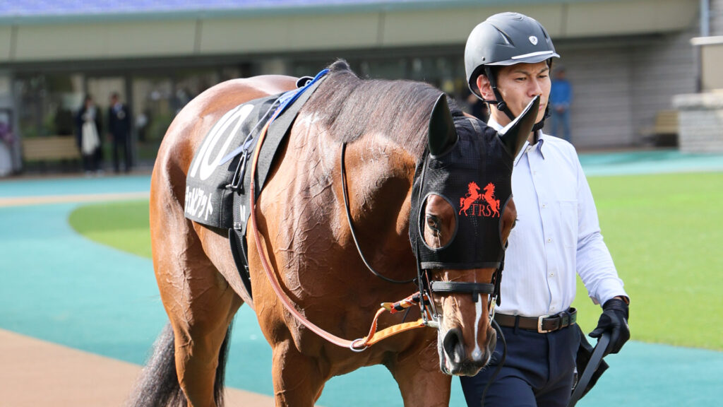 2025年11月1日、紅葉ステークス（東京競馬場）のパドックで、気合の入った表情で周回するチェルビアット。