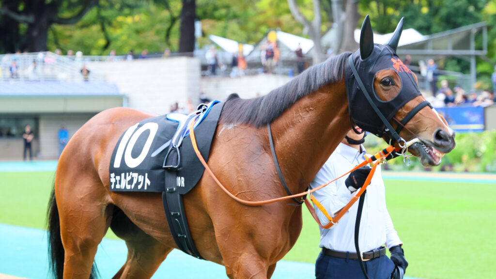 2025年11月1日、紅葉ステークス（東京競馬場）のパドックで、落ち着いた表情で周回するチェルビアット。