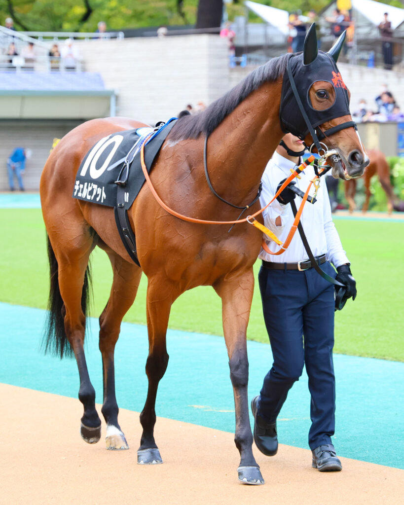 人混みの中でもおっとりとしたまなざし。チェルビアットの中にまだ残る幼さと、その佇まいの可憐さに心が和んだ。
