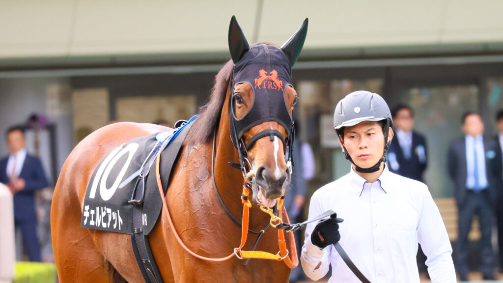 紅葉ステークスのパドックをゆったりと歩くチェルビアット。出走直前とは思えないほど、あどけなさの残る表情が可愛らしい。