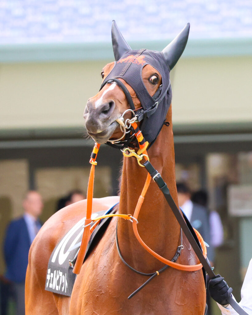 2025年11月1日、東京競馬場で行われた紅葉ステークス。出資馬チェルビアットが、パドックを周回する最中に少し荒ぶる写真。