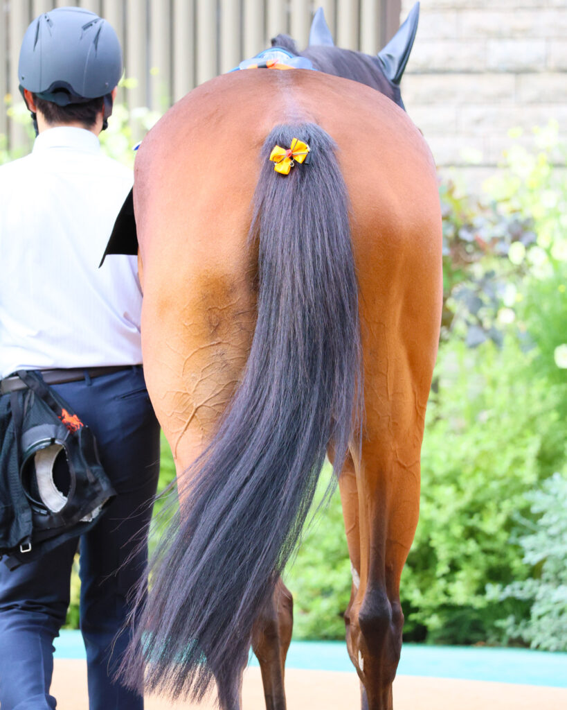 2025年紅葉ステークス（東京競馬場）に出走したチェルビアット。パドックを周回するその後ろ姿は、力強いトモの筋肉の頼もしさと、リボンの可愛らしさが印象的だった。