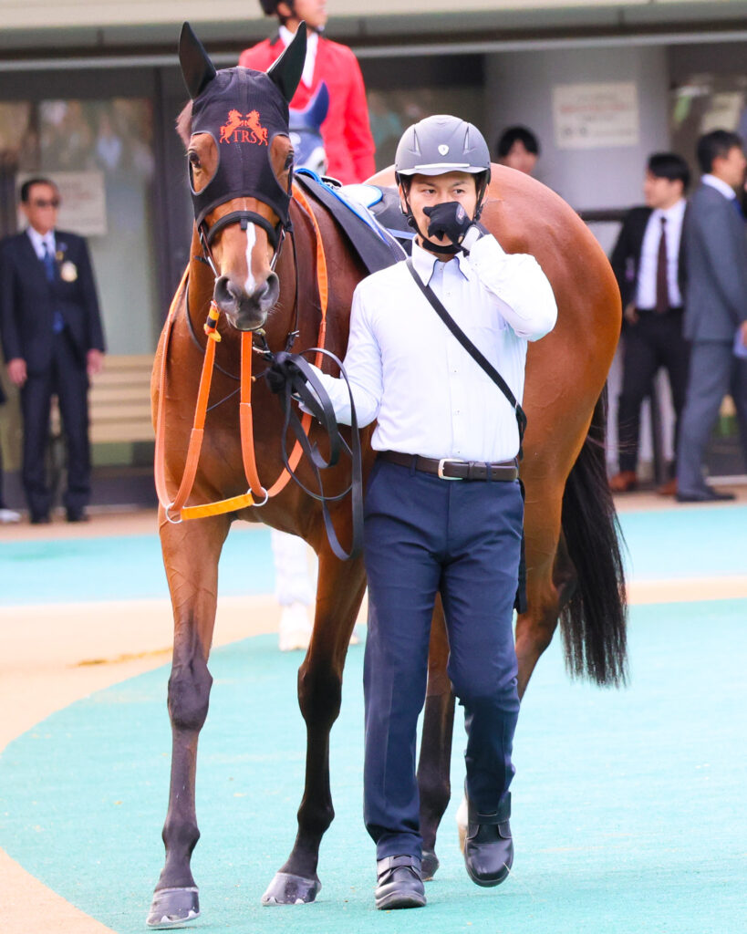 2025年紅葉ステークス（東京競馬場）に出走したチェルビアットが、パドックで「止まれ」の合図に従って立ち止まる落ち着いた姿。