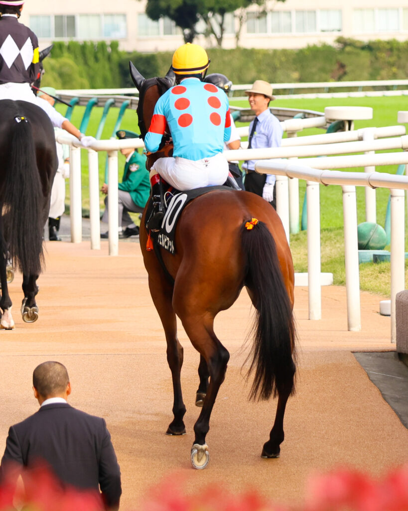 2025年紅葉ステークス（東京競馬場）に出走したチェルビアットが、ルメール騎手を背に地下馬道から出てきたところを捉えた写真。