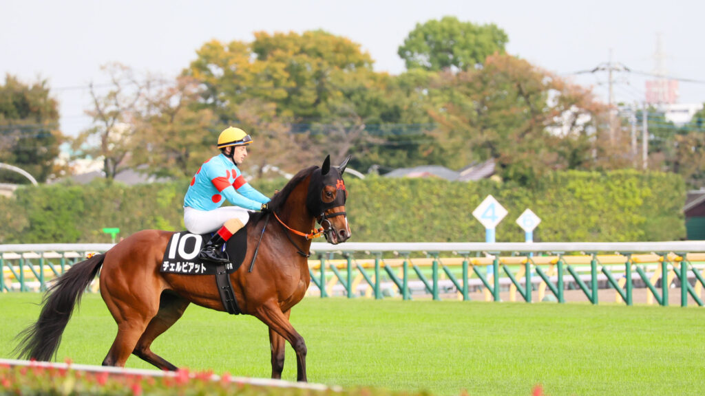 2025年紅葉ステークス（東京競馬場）に出走したチェルビアットが、ルメール騎手を背に本馬場入場する姿。