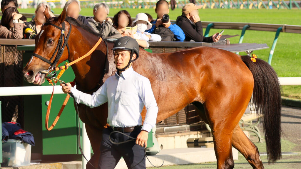 紅葉ステークスを制したチェルビアットが、東京競馬場のウィナーズサークルに登場。厩務員の方と落ち着いた表情で歩く姿を捉えた写真。