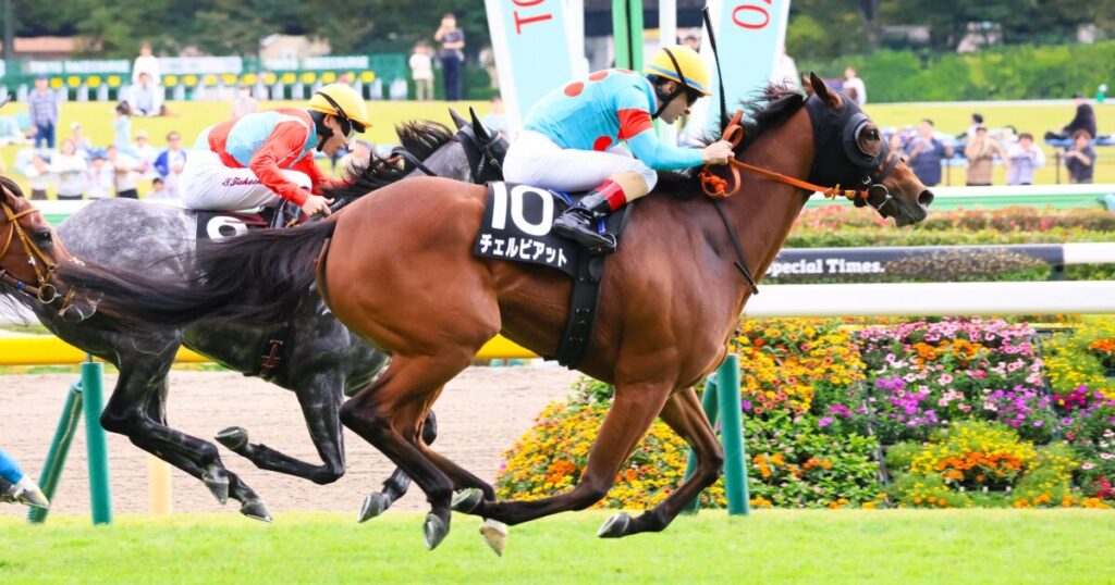 東京競馬場で行われた紅葉ステークス、チェルビアットがルメール騎手を背に、ゴール前で抜け出したキュクヌスを必死に追うシーンを捉えた写真。