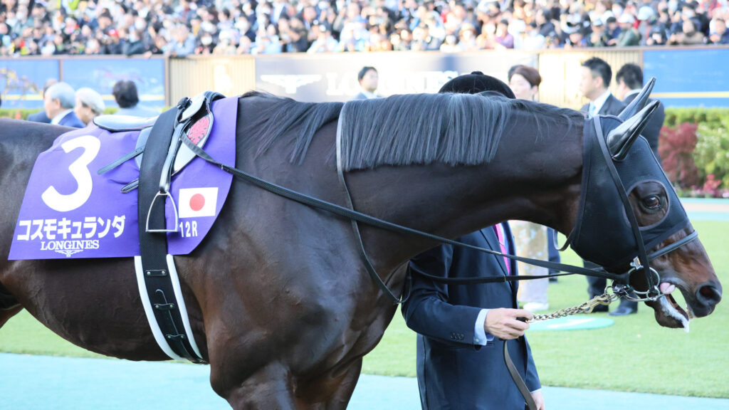 2025年ジャパンカップ（GⅠ）東京競馬場のパドックで、落ち着いた表情で周回を重ねるコスモキュランダ。