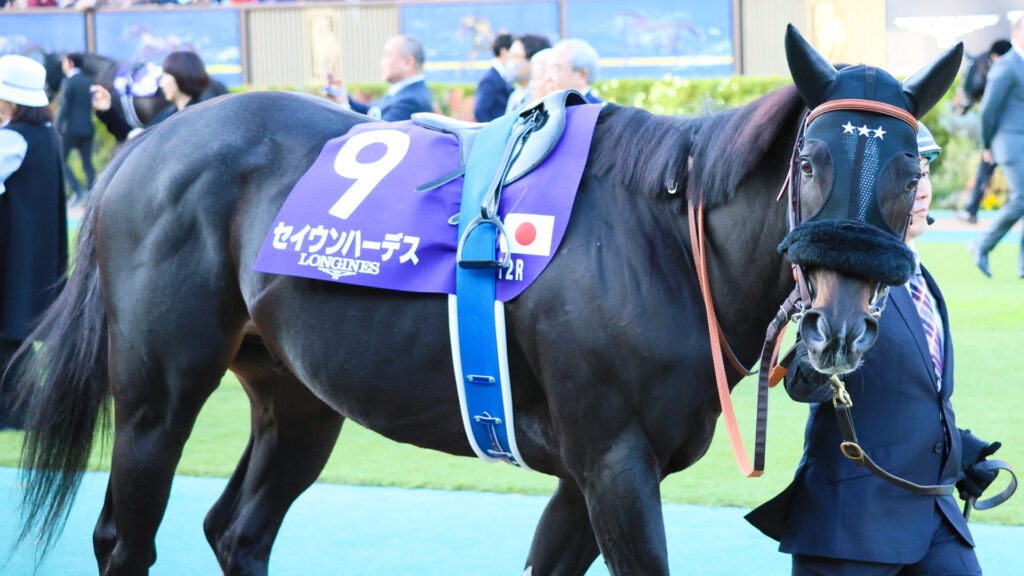 2025年ジャパンカップ（GⅠ）東京競馬場のパドックで、観客のほうを興味深そうに眺めるセイウンハーデス。