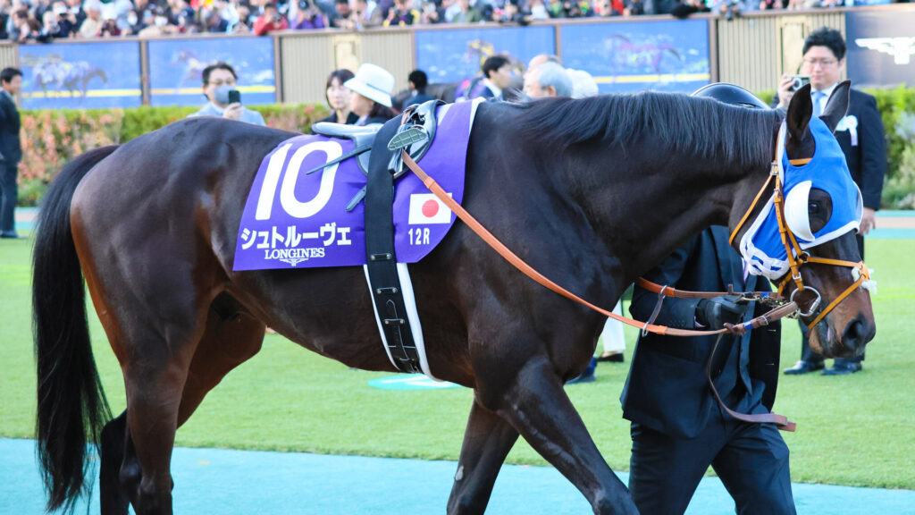 2025年ジャパンカップ（GⅠ）東京競馬場のパドックで、ブリンカーを着け、前をじっと見つめて集中した周回を見せるシュトルーヴェ。