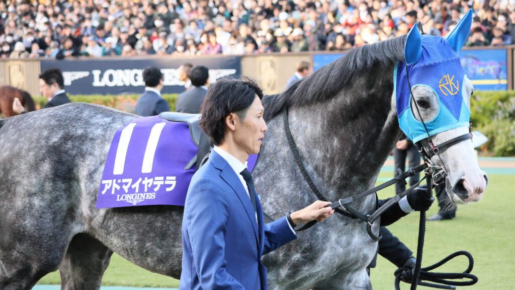 2025年ジャパンカップ（GⅠ）東京競馬場のパドックで、時折厩務員の方のほうに首を向けるアドマイヤテラ。