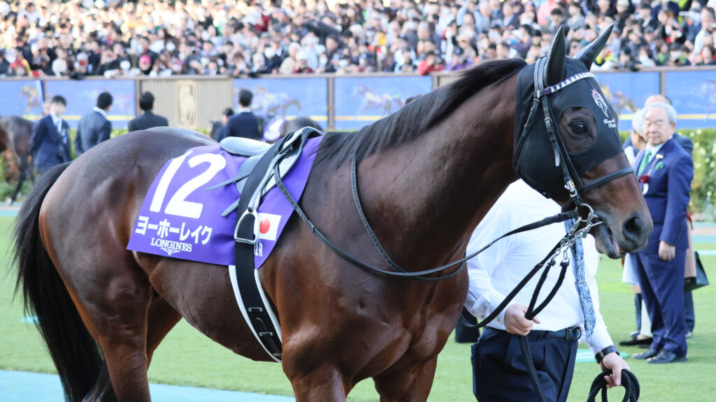 2025年ジャパンカップ（GⅠ）東京競馬場のパドックで、じっと前を見据えて落ち着いて周回をするヨーホーレイク。