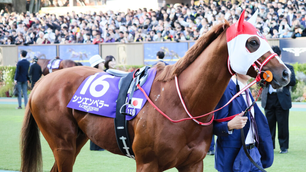 2025年ジャパンカップ（GⅠ）東京競馬場のパドックで落ち着いて周回するシンエンペラー。