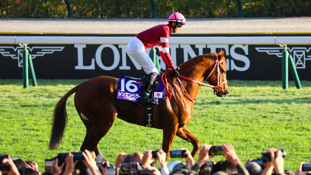 第45回ジャパンカップ（2025年・東京競馬場）の返し馬で、西日を浴びながら坂井瑠星騎手を背に落ち着いて歩くシンエンペラー。注目馬の第一歩。