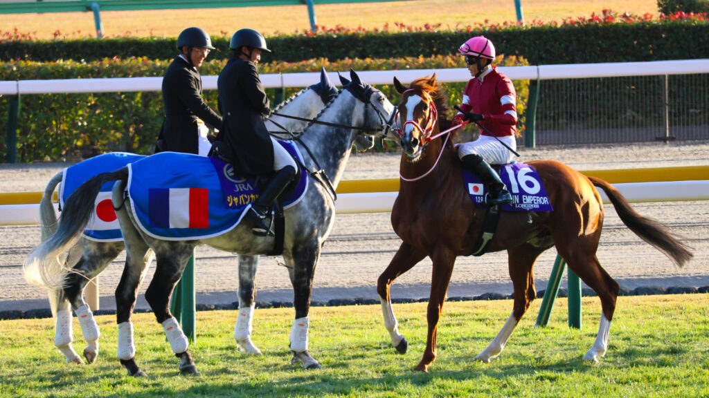 ジャパンカップの本馬場入場後、西日の中を坂井瑠星騎手を背に落ち着いた様子で返し馬を行うシンエンペラー。誘導馬の前を静かに通り過ぎていく姿が美しい。