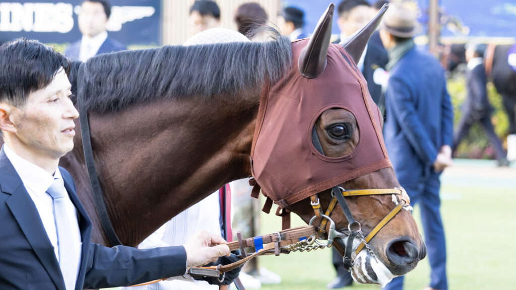 2025年ジャパンカップ（GⅠ）のパドック。前を見据えて落ち着いて歩く、タスティエーラの綺麗な目を捉えた写真。