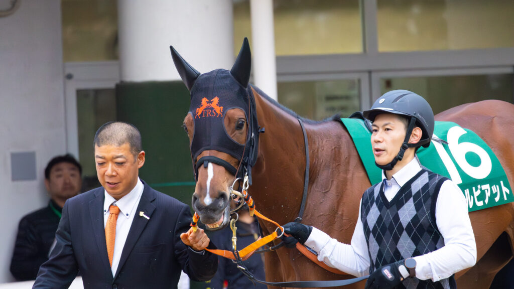 2025年ターコイズステークス当日、パドックを落ち着いて周回するチェルビアット。2人引きで歩きながら、内に秘めた闘志を感じさせる表情が印象的。