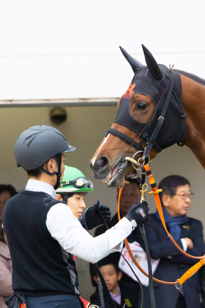 2025年ターコイズステークス当日、パドックで「止まれ」の合図で準備をする厩務員の方とチェルビアット。