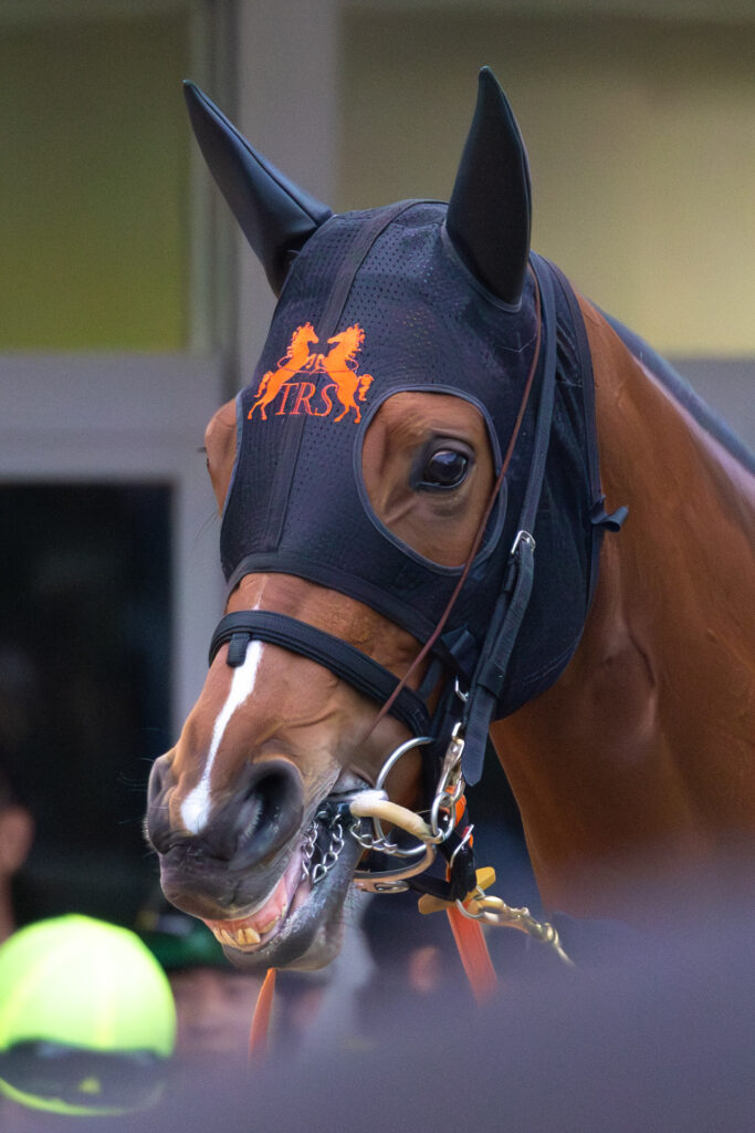 2025年ターコイズステークス当日、パドックで「止まれ」の合図で落ち着いた表情で佇むチェルビアット。