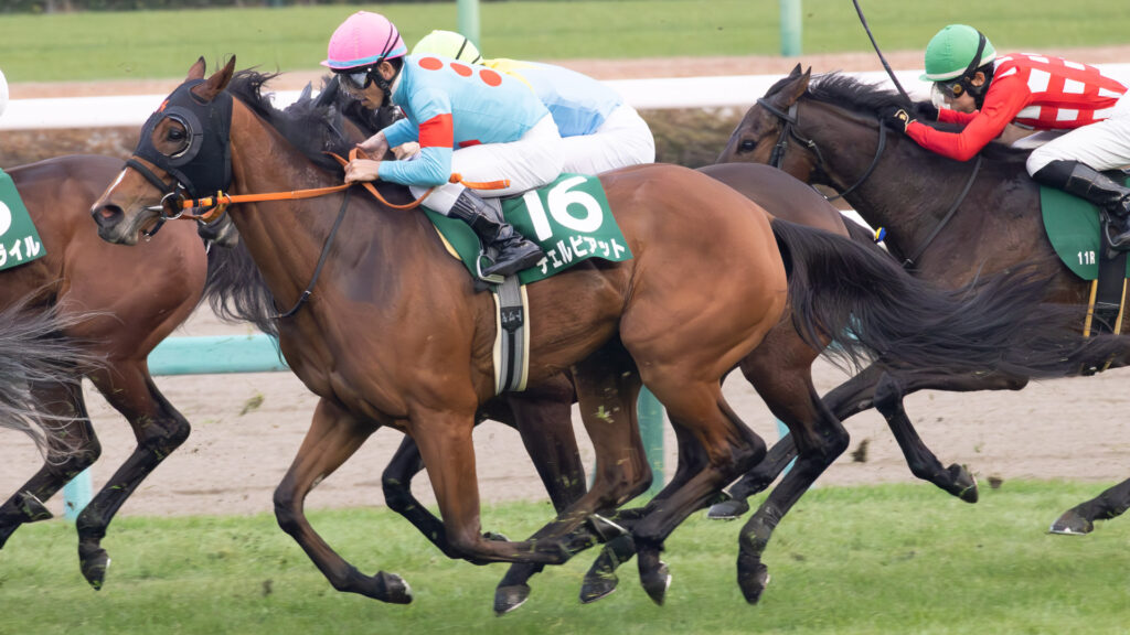 2025年ターコイズステークス（GⅢ）中山競馬場の最後の直線で、戸崎圭太騎手を背に最後方から前を追うチェルビアット。出資馬が重賞に挑んだ記録の一枚。