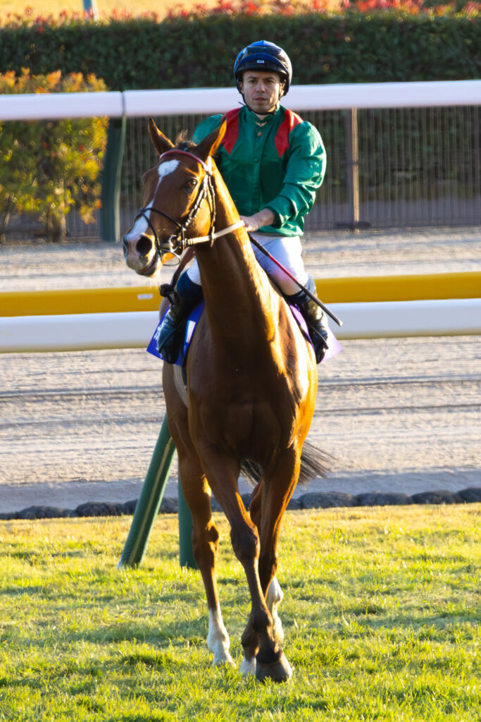 ジャパンカップを制したカランダガンが、ミカエル・バルザローナ騎手を背に東京競馬場をウイニングラン。歓声に包まれる中、誇らしげな姿を見せた。