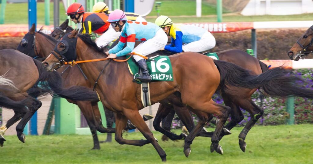 2025年12月20日、中山競馬場で行われたGⅢターコイズステークス。出遅れながらも戸崎騎手を背に、チェルビアットが最後まで脚を伸ばし、13着でゴールした。