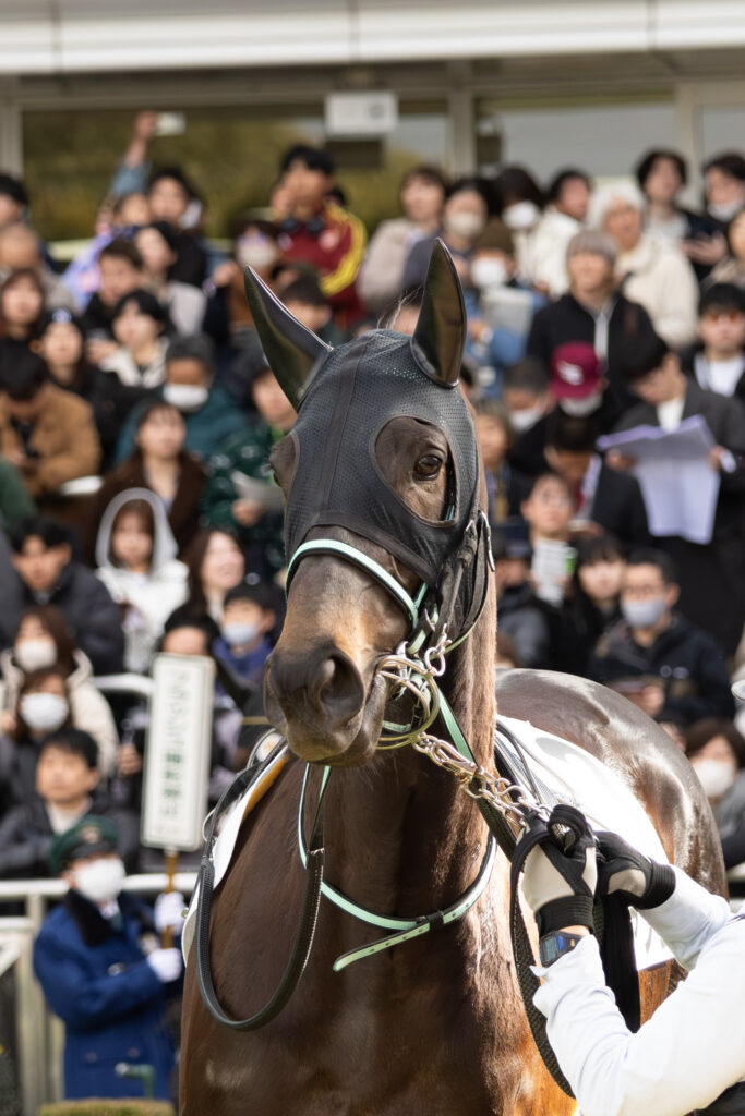 2026年1月11日 中山競馬場の4歳上1勝クラスのパドックでのシアブリス。舟山騎手が来るのを静かに大人しく待っている。