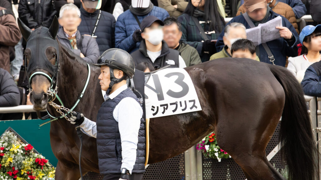 2026年1月11日 中山競馬場の4歳上1勝クラスのパドックでのシアブリス。パドックの反対側にあるカメラの位置をわかっているかのように、カメラ目線を送るシアブリス。