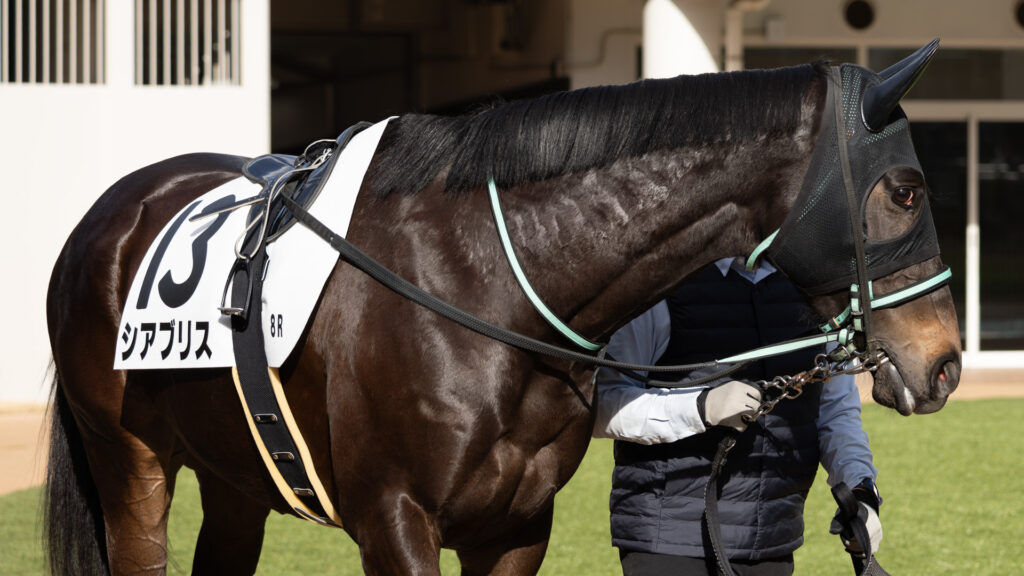 2026年1月11日 中山競馬場の4歳上1勝クラスのパドックでのシアブリス。落ち着いた表情で、時折小刻みに歩を進めている。