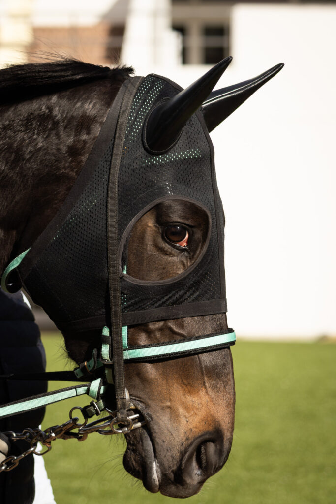 2026年1月11日 中山競馬場の4歳上1勝クラスのパドックでのシアブリス。その瞳の先に何が見えているのか。