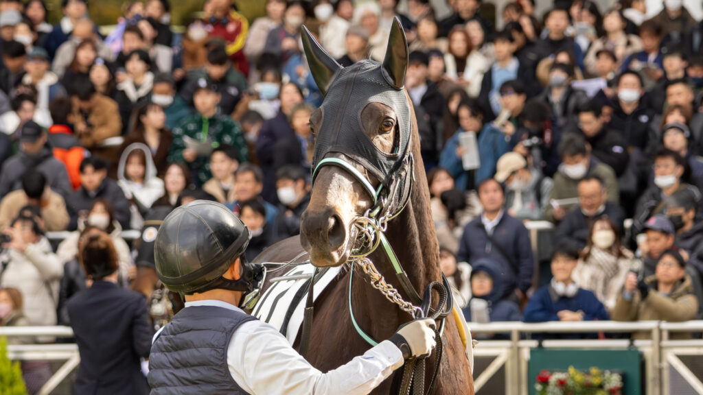 2026年1月11日 中山競馬場の4歳上1勝クラスのパドックでのシアブリス。人の集まるパドックを眺めている写真。その視線の先には何があるのか。