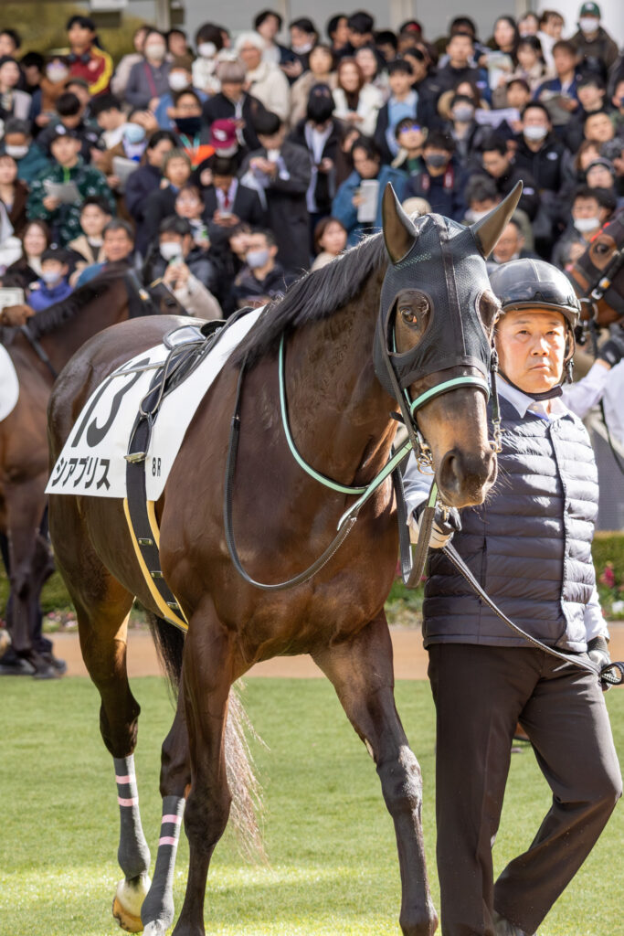 2026年1月11日 中山競馬場の4歳上1勝クラスのパドックでのシアブリス。騎手が来るのを厩務員さんと待っている写真。