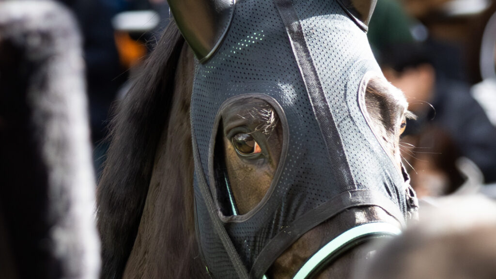 2026年1月11日 中山競馬場の4歳上1勝クラスのパドックでのシアブリスの写真。その目に映り込むパドックの風景に何を思うのか。