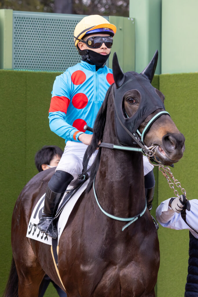 2026年1月11日 中山競馬場の4歳上1勝クラス、本馬場入場前のグランプリロードを歩くシアブリス。舟山騎手を背に復帰戦へ向かう凛々しい姿。