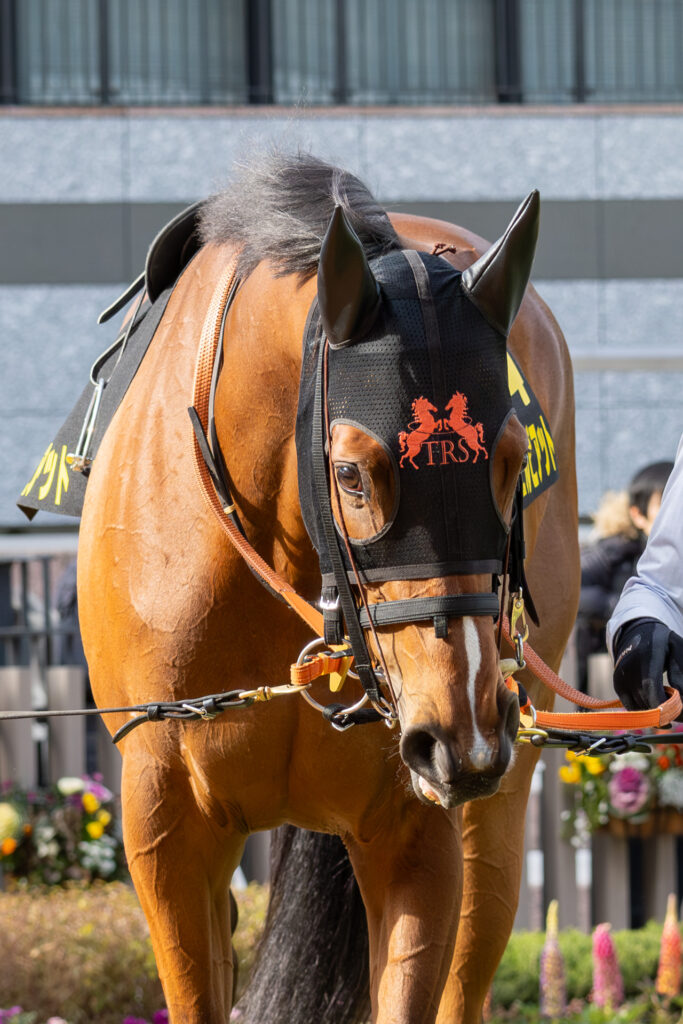 京都競馬場で行われた洛陽ステークスのパドックを落ち着いて周回するチェルビアット。しっかりと前を見据え、オープン初戦へ向けた集中力を感じさせる姿。