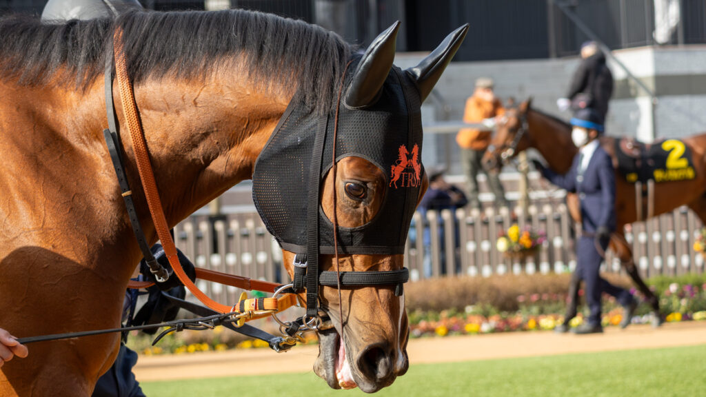 2026年洛陽ステークス（京都競馬場・リステッド競走）パドックで周回する出資馬チェルビアット。集中して歩く様子が印象的な一枚。