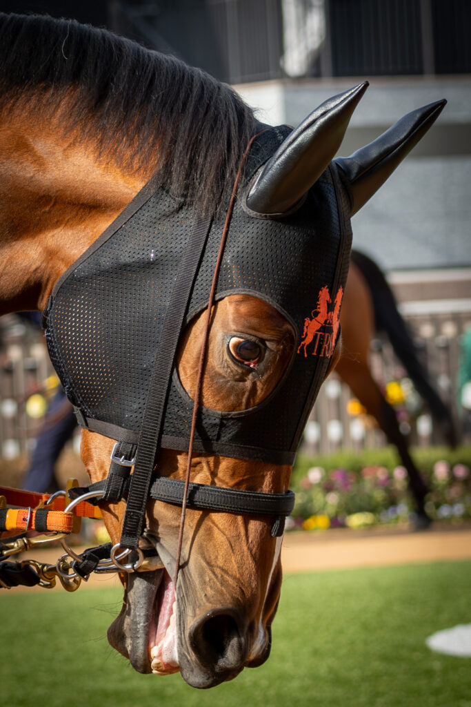 洛陽ステークスのパドックを落ち着いて周回するチェルビアット。時折、前を睨みつけるような表情で、オープン初戦へ向けた集中力を感じさせる姿。