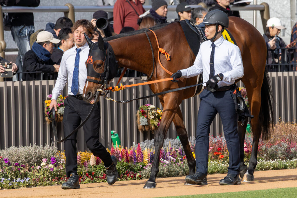 2026年2月14日、京都競馬場で行われた洛陽ステークス（リステッド）。厩務員の方の二人引きで、テンションが上がることもなく前を見据えて周回する様子を捉えた一枚。