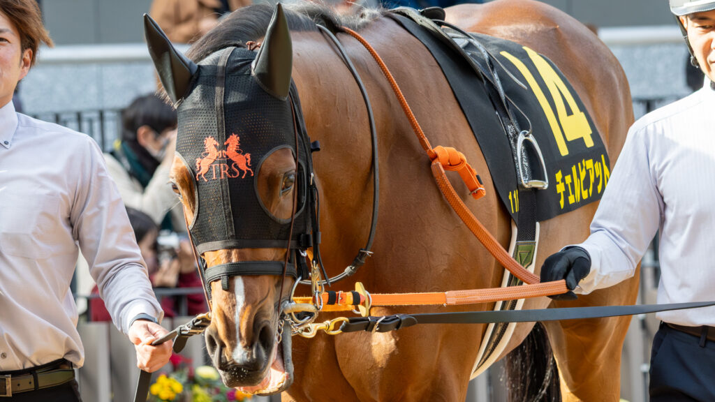 2026年洛陽ステークス（京都競馬場・リステッド競走）パドックで周回する出資馬チェルビアット。時折見せる、目がキラキラしたかわいらしい表情を捉えた一枚。