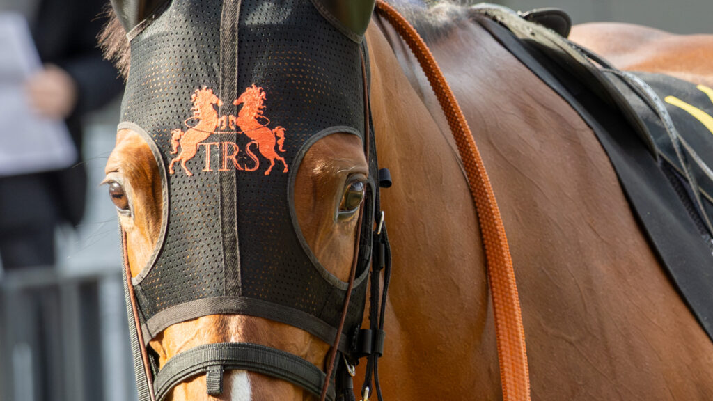 洛陽ステークスのパドックを落ち着いて周回するチェルビアットのアップの写真。目に映る京都競馬場の風景が印象的な一枚。