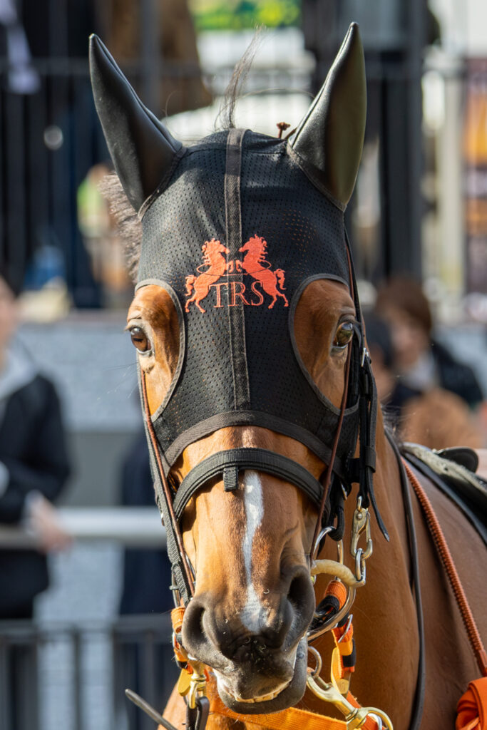 2026年2月14日、京都競馬場で行われた洛陽ステークス（リステッド）。パドックを落ち着いた様子で周回しているチェルビアットを正面から捉えた一枚。