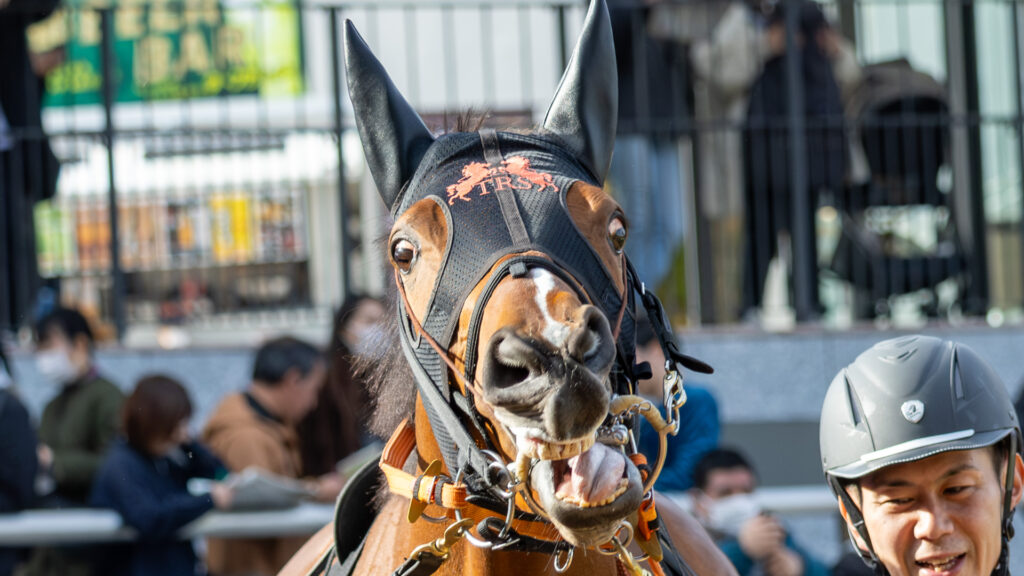 2026年洛陽ステークス（京都競馬場・リステッド競走）パドックで周回する出資馬チェルビアット。時折見せる荒ぶった表情にやる気と受け継いだ「血」の存在を感じさせる一枚。