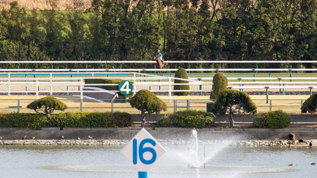 2026年洛陽ステークスでの一コマ。一頭、先出しで西村淳也騎手を背に、返し馬で向こう正面に向かったチェルビアット。落ち着いた様子で京都競馬場の池を眺めている長閑な一枚。