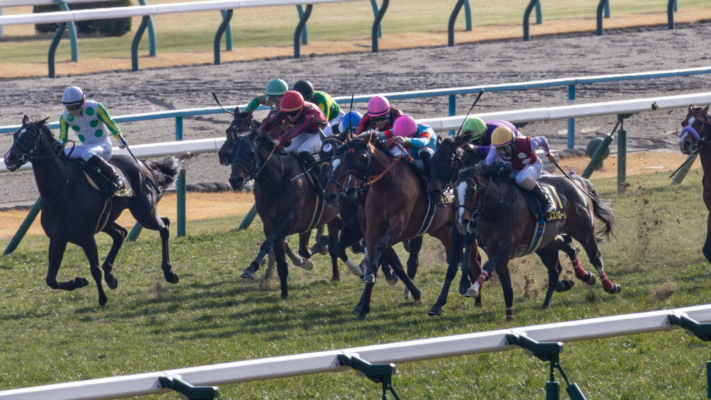 洛陽ステークスの最後の直線、西村淳也騎手を背に一団から抜け出そうと懸命に脚を伸ばすチェルビアット。京都のターフで見せた力強い追い比べ。