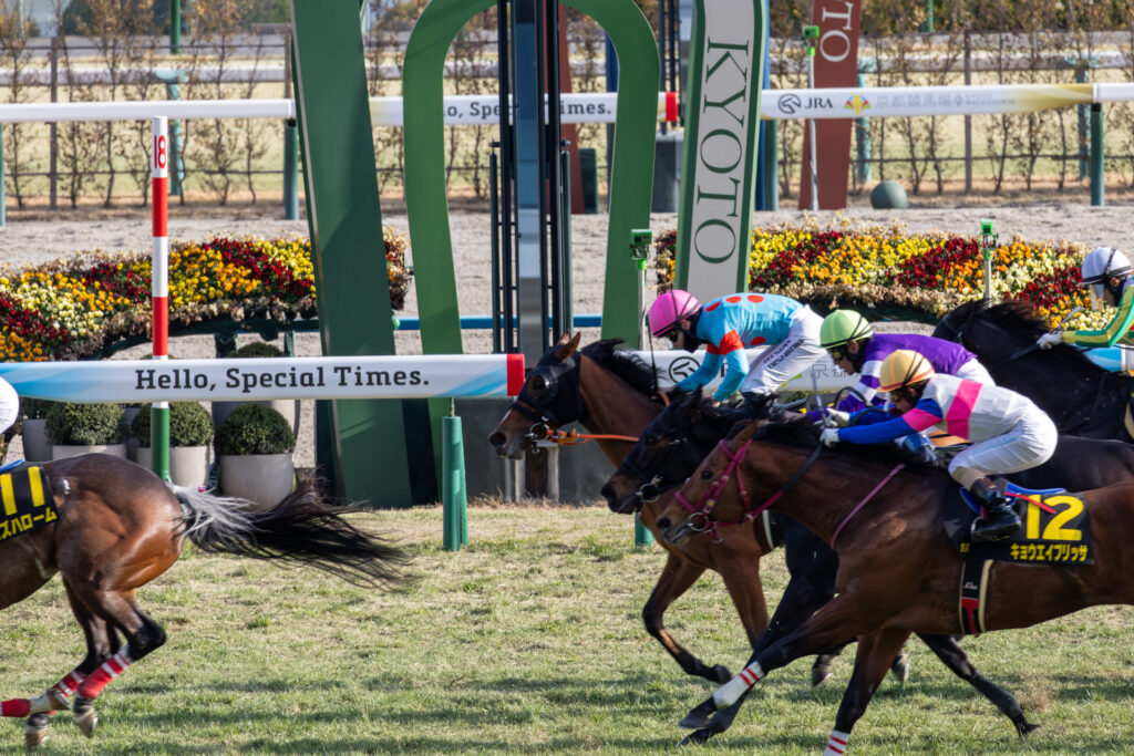 2026年洛陽ステークス（京都競馬場）直線シーン。西村淳也騎手を背にチェルビアットが一団から抜け出しを狙う激戦のゴール前、惜しくも2着でのゴールとなったシーン。